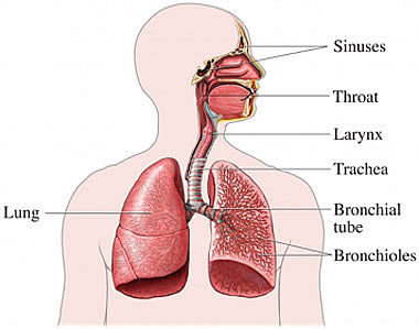lung function